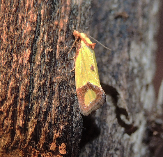 Agapeta zoegana Tortricidae